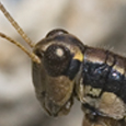 Podisma pedestris